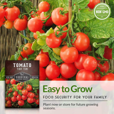 Qualtivate PUAS-5A Tiny Tim Tomato Seed Seed(300 per packet)