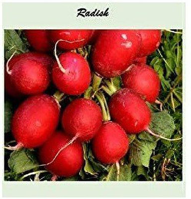 CYBEXIS Giant Radish2400 Seeds Seed(2400 per packet)