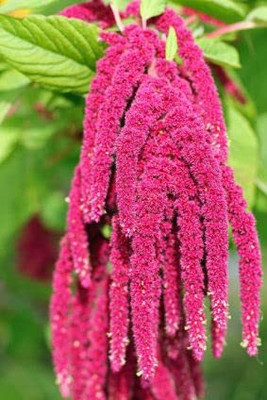 Epazo Amaranthus Burgundy Red/ Dark Green Flower Seed(18 per packet)