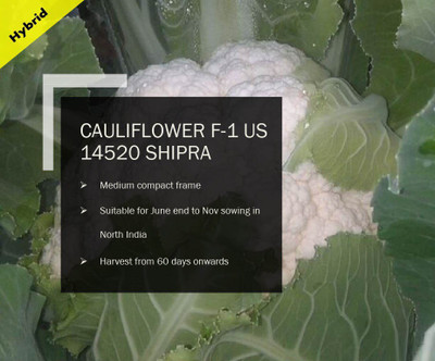WILLVINE CAULIFLOWER F-1 PUAS-14520 SHIPRA SEEDS(250 Seeds) Seed(250 per packet)