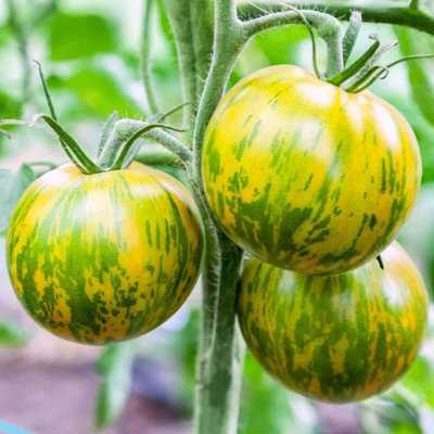 Qualtivate ICRA-4A Rare Tomato Green Zebra Seed(300 per packet)