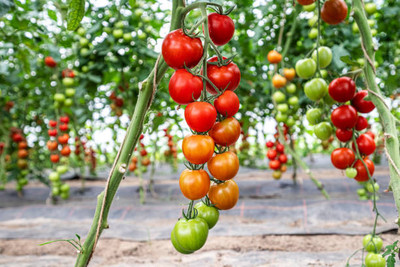 Bahan tomato Seed(145 per packet)