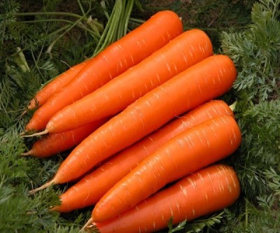 Quentova विलायती गाजर Orange Carrot-22J-NCS Seed(300 per packet)