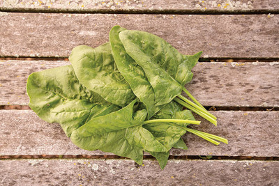 WILLVINE ATS-284 Double Take Spinach Seeds Seed(500 per packet)
