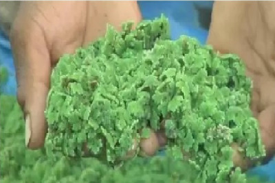 the green dotcom azolla grass,azolla seeds for home plant growing Seed(100 per packet)