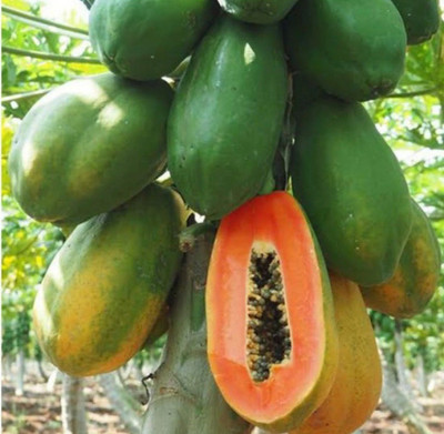 VS GLOBAL Hybrid papaya ( 20 per packet ) Seed(20 per packet)