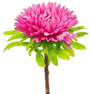 Aywal Aster Seed(40 per packet)