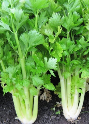 CYBEXIS VVI-55 - Golden Celery | Non-GMO - (750 Seeds) Seed(750 per packet)