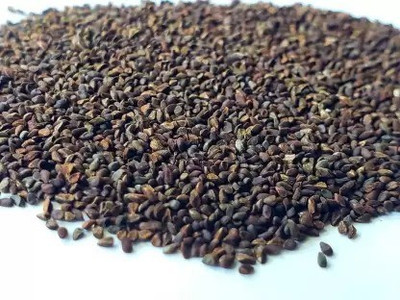 Aro Clarkia Seed(100 per packet)