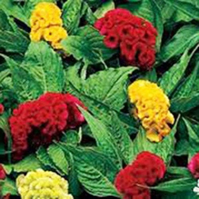 Avysa Celosia Dwarf Cockscomb Mixed Seeds Seed(5 per packet)