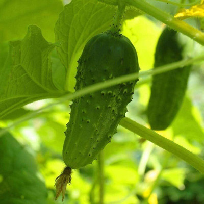 Qualtivate GBPT-3A Standard Pickling Cucumber Seeds Seed(300 per packet)