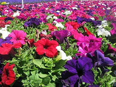 CYBEXIS Petunia Unicum Mix F1 Seeds Seed(50 per packet)