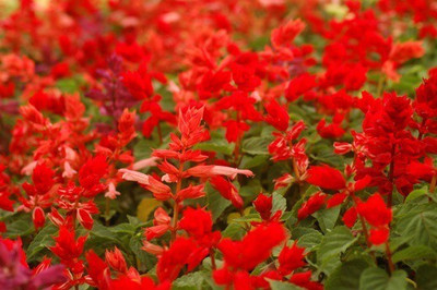 Quentova Red Salvia-DLX-2H Seed(50 per packet)