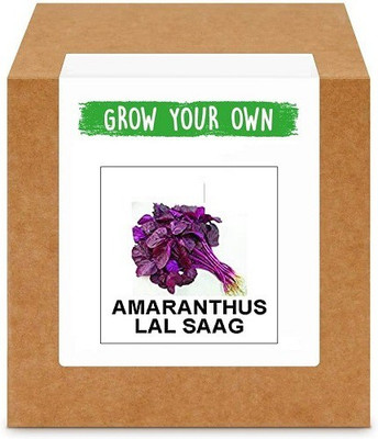 CYBEXIS Amaranthus/Laal Saag700 Seeds Seed(700 per packet)