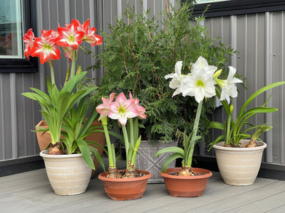 Cloud Farm Amaryllis lily Flower Bulbs for Summer Season Mix Seed(5 per packet)