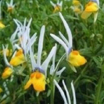 LPR NEMESIA Seed(5 per packet)