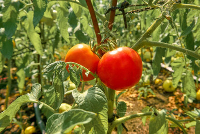 NATURE YARD tomato Seed(80 per packet)
