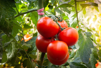 THH tomato Seed(145 per packet)