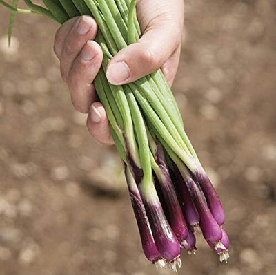 Qualtivate GBPT-7A Rẹd Beard Onion SẸẸDS Bunching Seed(500 per packet)