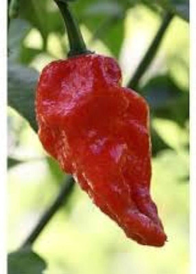 ibains Royal bullet chilli seed Seed(30 per packet)