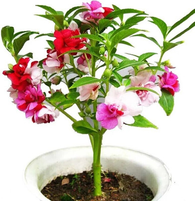 jkfarm Balsam Flower, Dopati Flower Seed(100 per packet)