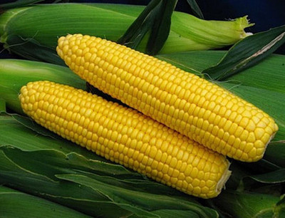 WILLVINE VNR -XIII Sweet Sugar Corn Non GMO-[500g] Seed(2000 per packet)
