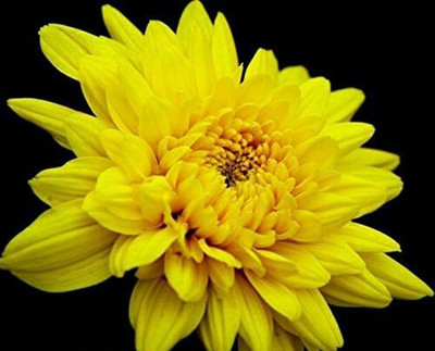 Qualtivate GBPUT-218 Yellow Chrysanthemum Seeds Chrysanthemum Morifolium Seed(25 per packet)