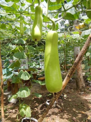 BJUBAS Top Quality Bottle gourd seeds PACK OF 30 Seed(30 per packet)