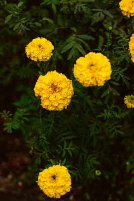 Nbtools marigold/gende ka phool flower seeds Seed(75 per packet)