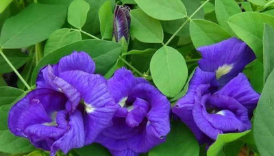 BDSresolve Aparajita flower seeds PACK OF 49 Seed(49 per packet)