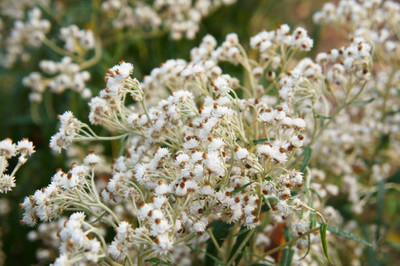 FRESHO gypsophila flower Seed(200 per packet)