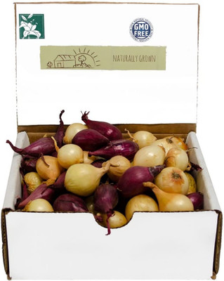 Qualtivate GBPT-9A Mix Color Onion Seeds Seed(500 per packet)