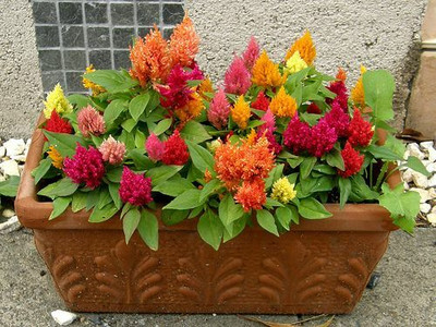 XOLDA Exotic celosia Seed(15 per packet)