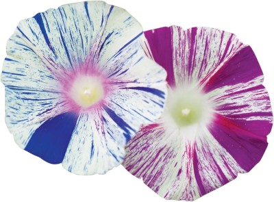 Qualtivate XLR-16 Carnevale di Venezia Mix Morning Glory Seeds Seed(50 per packet)