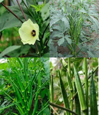 ibains Bhindi plant seed beez 37 Seed(37 per packet)