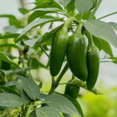 Pbevergreen Bird Eye Chilli, Kanthari Mulaku Chilli Seed(720 per packet)