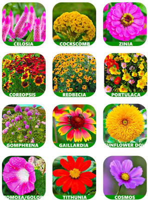 Aywal 10 Variety Of Flower Seeds Combo Pack Seed(10 per packet)