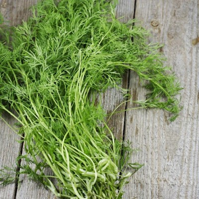 Quentova Dill Seeds (Organic) - Bouquet Herb Plant-DLX-2H Seed(200 per packet)