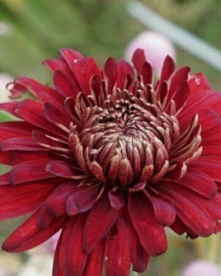 Liance DOREEN STRAYHAM CHRYSANTHEMUM Seed(100 per packet)