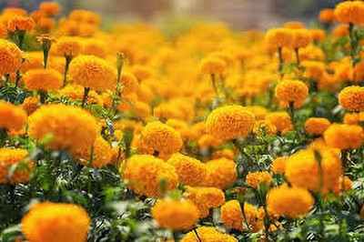BDSresolve red marigold flower seeds pack of 72 Seed(72 per packet)