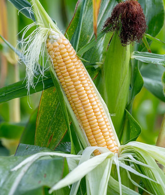 WILLVINE ROX -XII Golden Bantam Sweet Corn Seeds-[500g] Seed(2000 per packet)