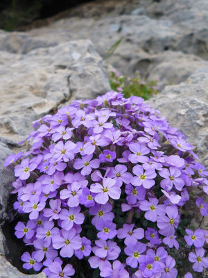 Hybrid Galaxy aubrieta beautiful flower hybrid seeds 1-packet Seed(10 per packet)