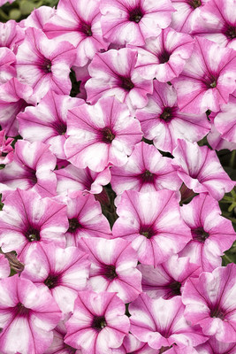 Quentova Pink Star Petunia-UK-6Z Seed(100 per packet)