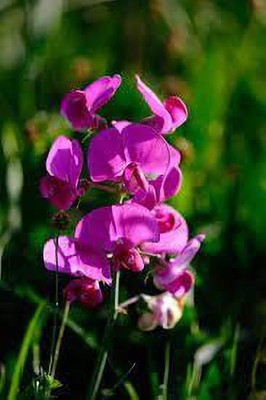 ACCELCROP F1 Hybrid Sweet Pea Flower Seed(100 per packet)