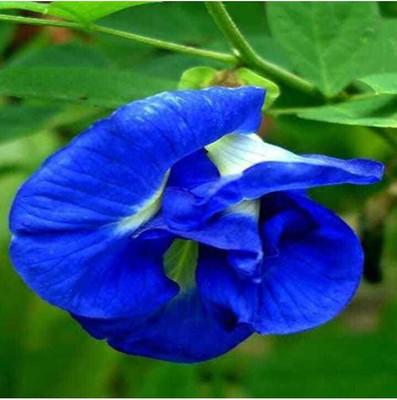 plantsworld Aparajita, Clitoria ternatea, Blue Pea Flower Seed(25 per packet)