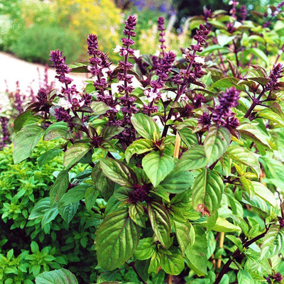 VibeX ® RXI-3 Licorice Basil(Ocimum basilicum) Seed(1000 per packet)