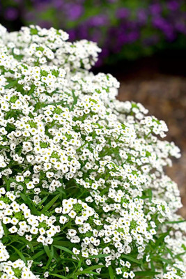 Quentova Sweet Alyssum-LTK Seed(30 per packet)
