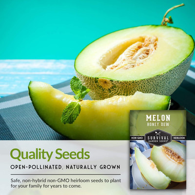 Qualtivate RES-3A Light Green Honey Dew Musk Melons Seed(200 per packet)