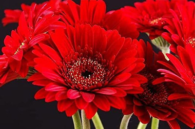 Aywal Daisy Flower Seed(50 per packet)