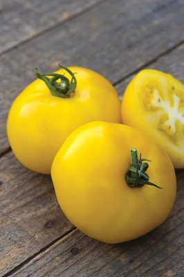 CYBEXIS XL-63 - Yellow Beefsteak Slicing Tomato - (1350 Seeds) Seed(1350 per packet)